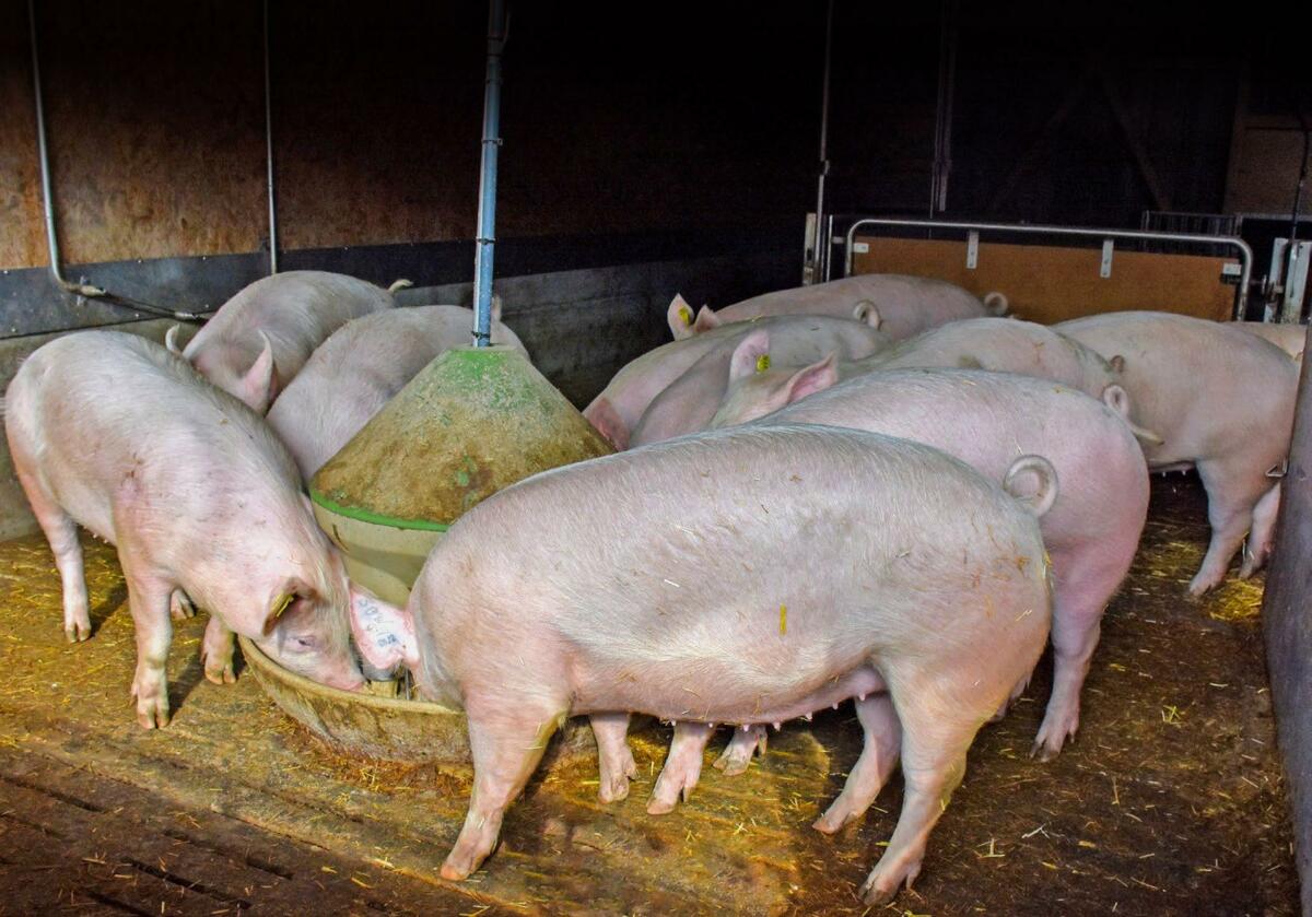 cochettes doivent également être alimentées à volonté pendant la phase de conditionnement