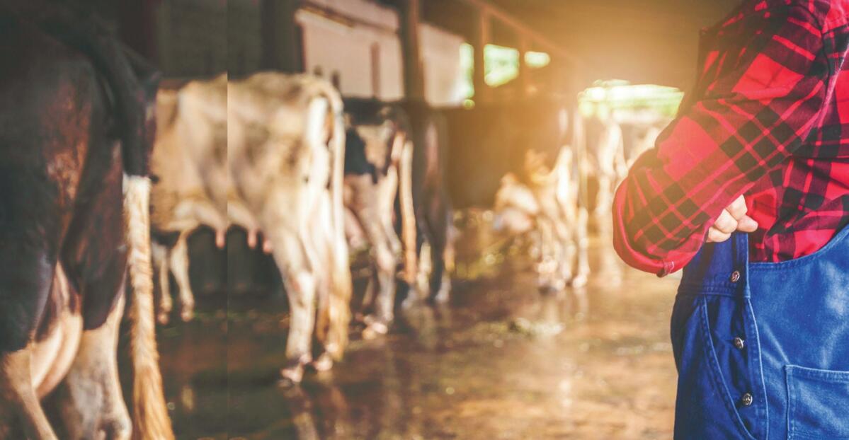 Die Landwirte unterschätzten fast allesamt die Ketose-Problematik auf ihrem Betrieb.