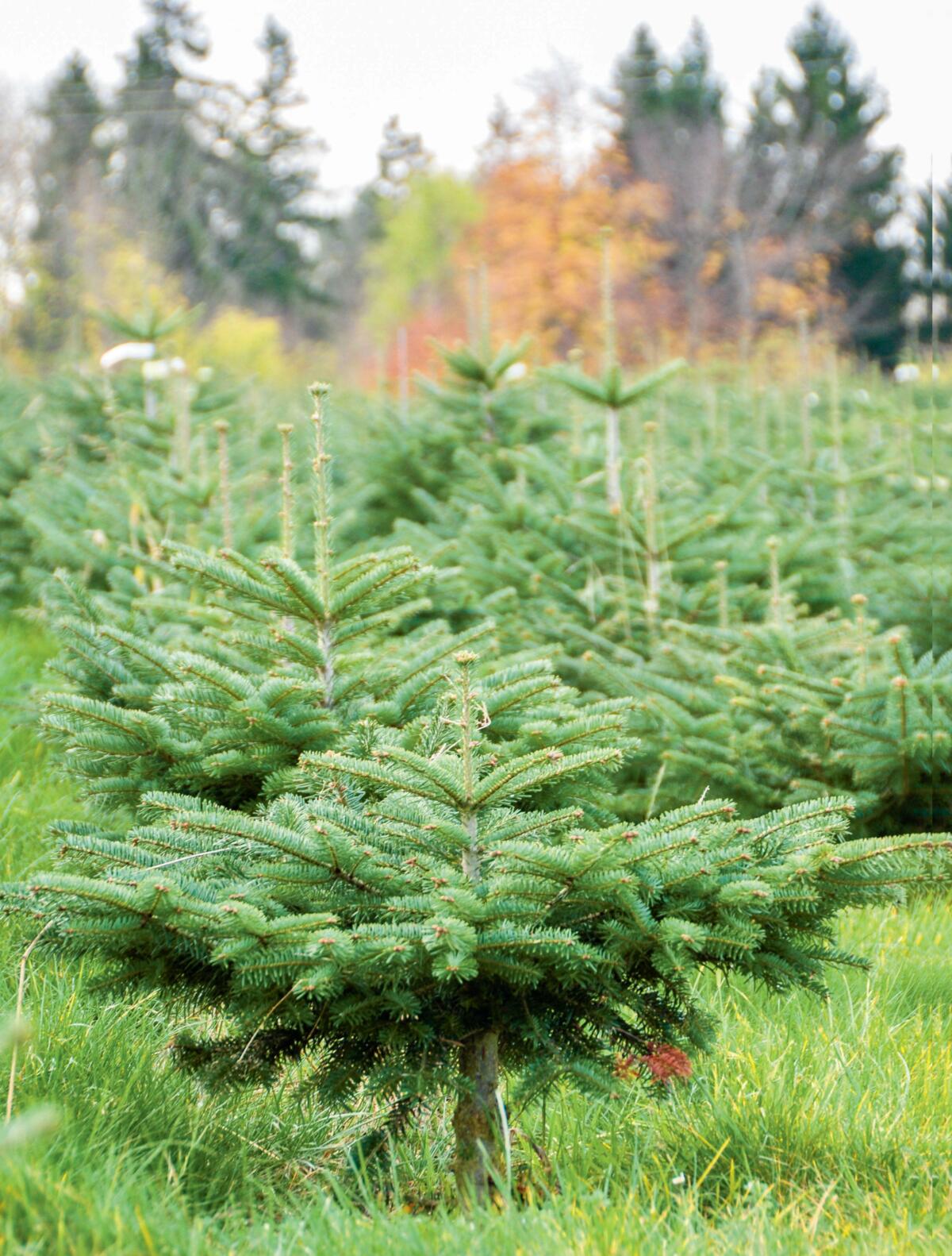Auf den Christbaumplantagen von Josef Germann wachsen hauptsächlich Nordmanntannen