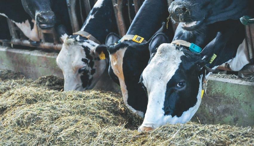 Die negative Energiebilanz muss in der Startphase möglichst klein gehalten werden