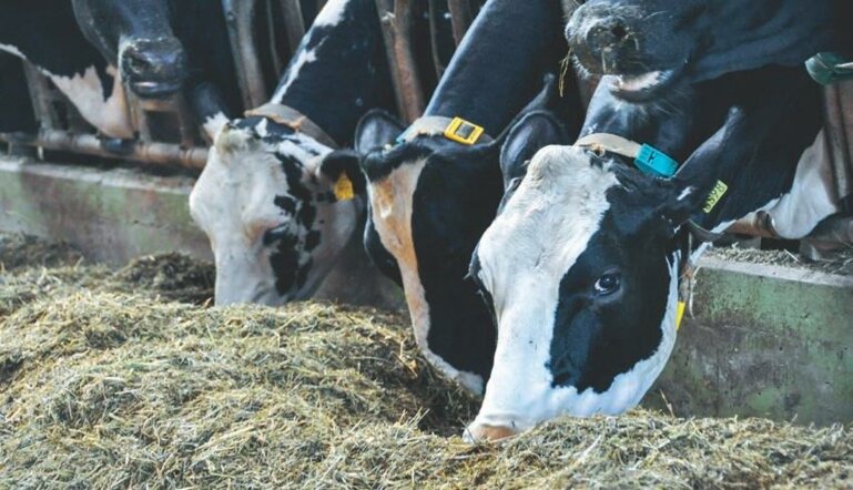 Die negative Energiebilanz muss in der Startphase möglichst klein gehalten werden