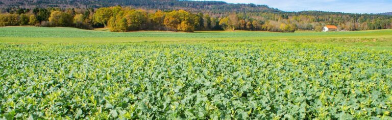 Magnifique colza en association avec le mélange UFA Colza Fix.