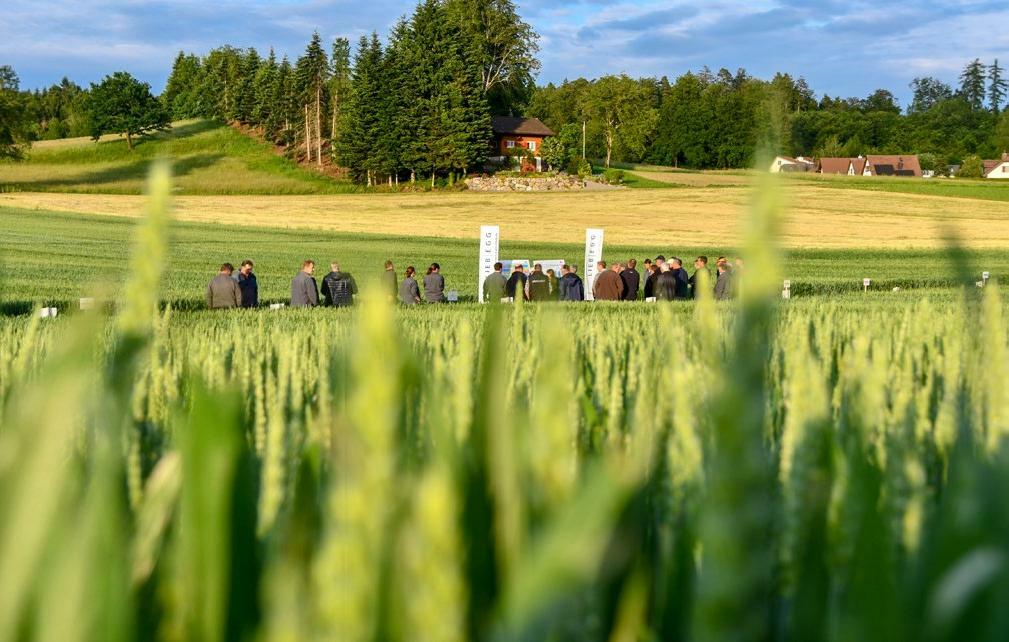 Les essais de blé de Bünzen étaient ouverts aux visiteurs par une magnifique journée d’été.