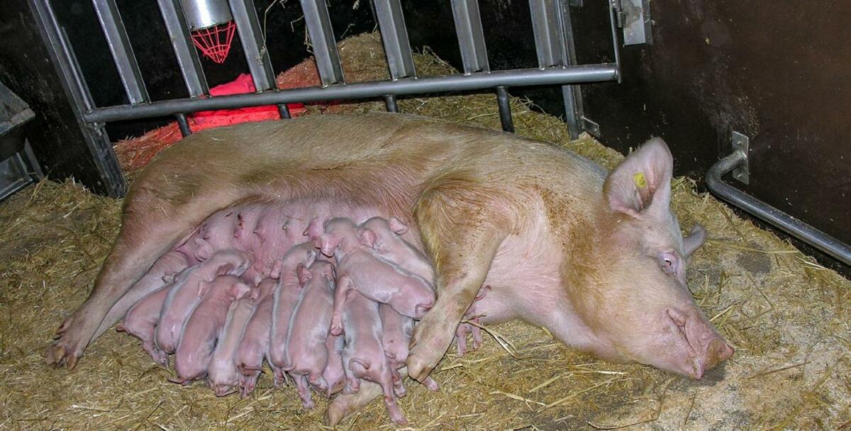 L’intervalle de trois semaines permet d’équilibrer les portées et de disposer ainsi de plus de porcelets vivants