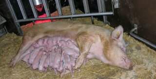 L’intervalle de trois semaines permet d’équilibrer les portées et de disposer ainsi de plus de porcelets vivants