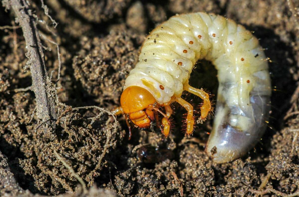 Les vers blancs endommangent l’herbe en consommant les racines