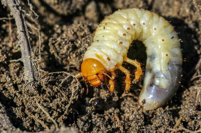 Les vers blancs endommangent l’herbe en consommant les racines