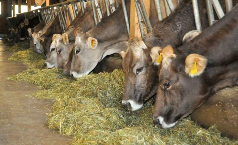 A compter de 2022, les fourrages bio achetés devront être produits exclusivement en Suisse