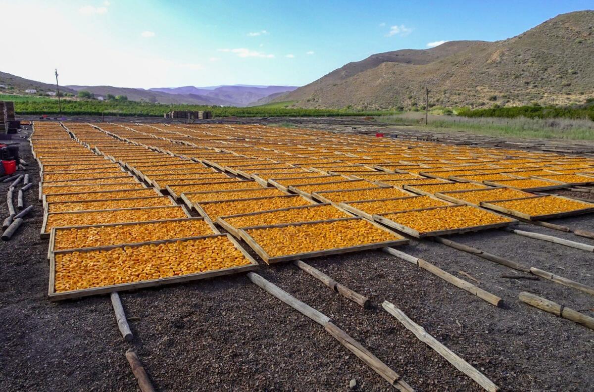 L’installation de séchage de fruits Locarno Sun Dried Fruit ne se trouve pas au Tessin mais dans la petite ville de Montagu en Afrique du Sud.