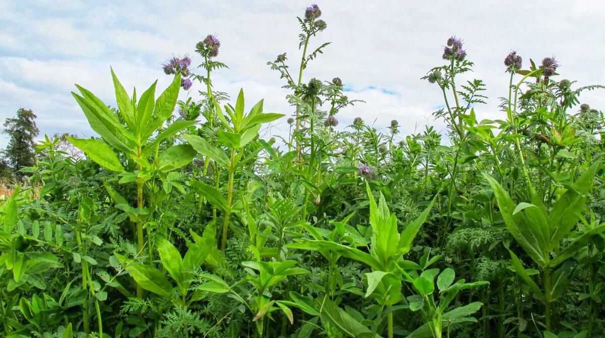 Les engrais verts favorisent le tauxd’humus