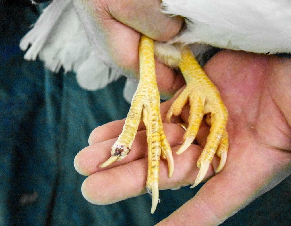 En prenant les animaux dans les mains, on arriverait par contre à les voir