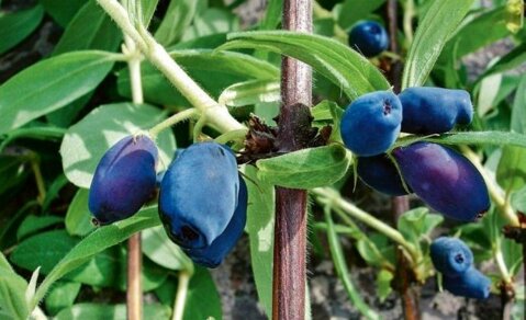 Maibeeren werden noch nicht lange in Mitteleuropa angebaut.