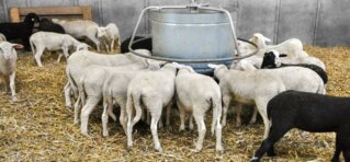 Die Mast von Lämmern aus der Milchschafhaltung wird mit einem angepassten ad libitum Kraftfutter effizient gestaltet.