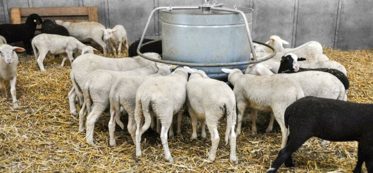 Die Mast von Lämmern aus der Milchschafhaltung wird mit einem angepassten ad libitum Kraftfutter effizient gestaltet.