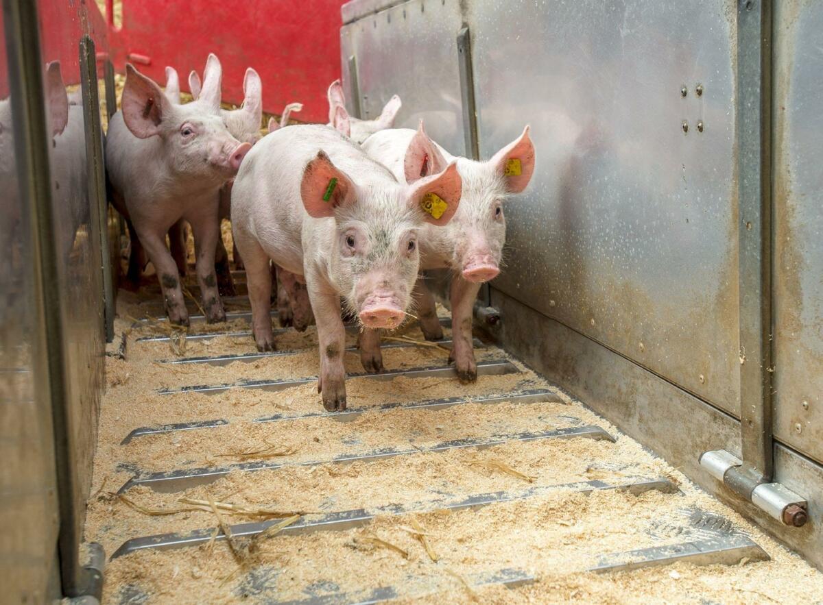 Der Weg in den Transporter muss trittsicher und ohne Fluchtwege gestalten werden. 