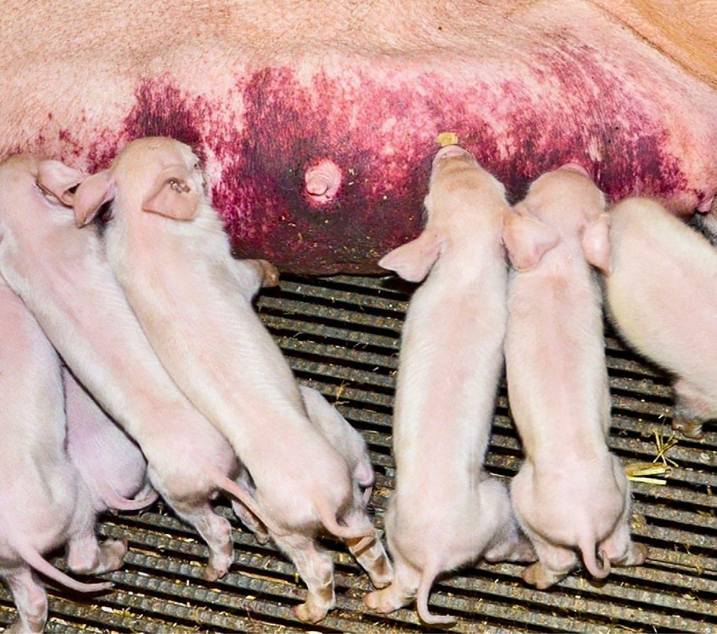 Ein gerötetes Gesäuge ist ein typisches Anzeichen für daspostpartale Dysgalaktie-Syndrom (PPDS).