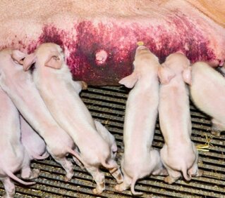 Ein gerötetes Gesäuge ist ein typisches Anzeichen für daspostpartale Dysgalaktie-Syndrom (PPDS).