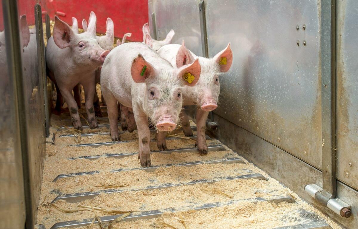 Le couloir qui conduit au camion ne doit pas glisser niprésenter de voies de fuite