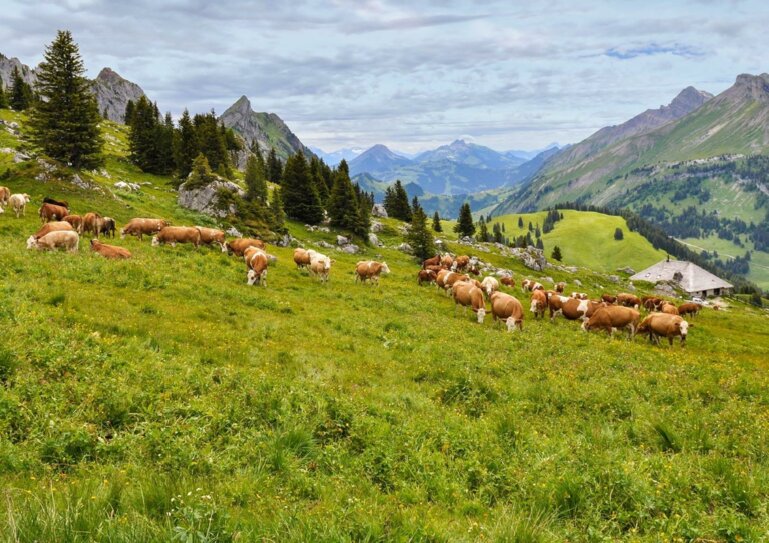 Vue sur le Pays-d’Enhaut