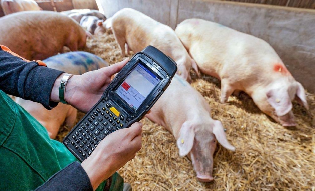 Elektronische Tieridentifikation – Die elektronische Ohrmarke wird mit einem Handlesegerät (Handheld) ausgelesen. Solche Systeme sind gemäss der Umfrage...