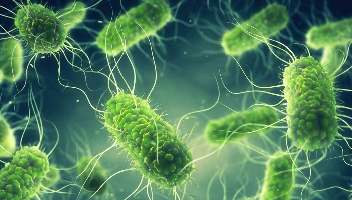 Les salmonelles sont des bactéries Gram-négatives en forme de bâtonnets de 0,7 à 1,5 um de diamètre. 