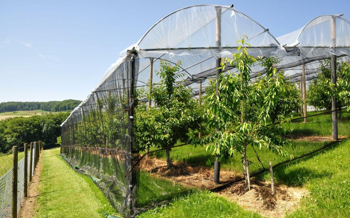 Die Einnetzung hat sich als probates Mittel gegen die Kirschessigfliege erwiesen. 