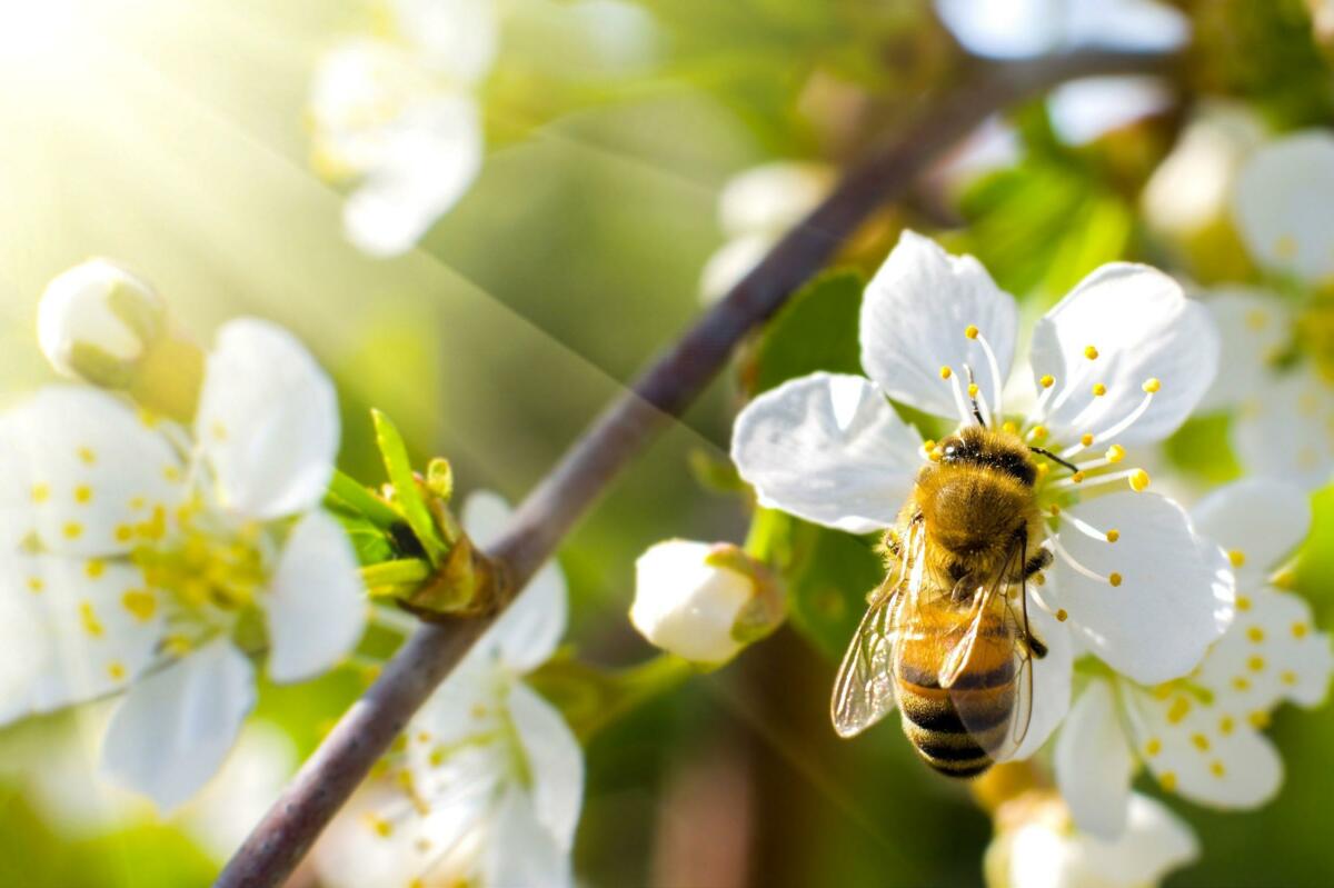 Ohne Bestäuber gibt es keine Früchte.Foto: Shutterstock.com/tankist276