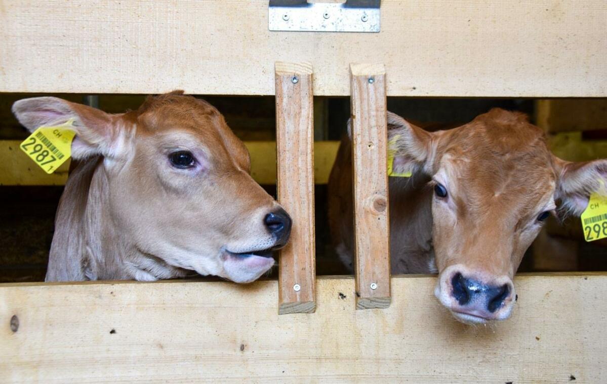 Die eigenen Kälber haben keinen Transportstress und standen schon mit den hofeigenen Keimen in Kontakt.