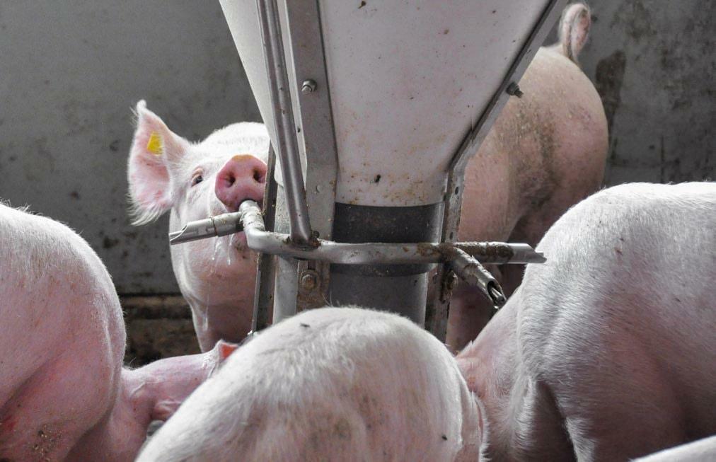 Die Durchflussmenge, aber auch die Wasserqualität an den Tränkenippeln muss regelmässig kontrolliert werden.