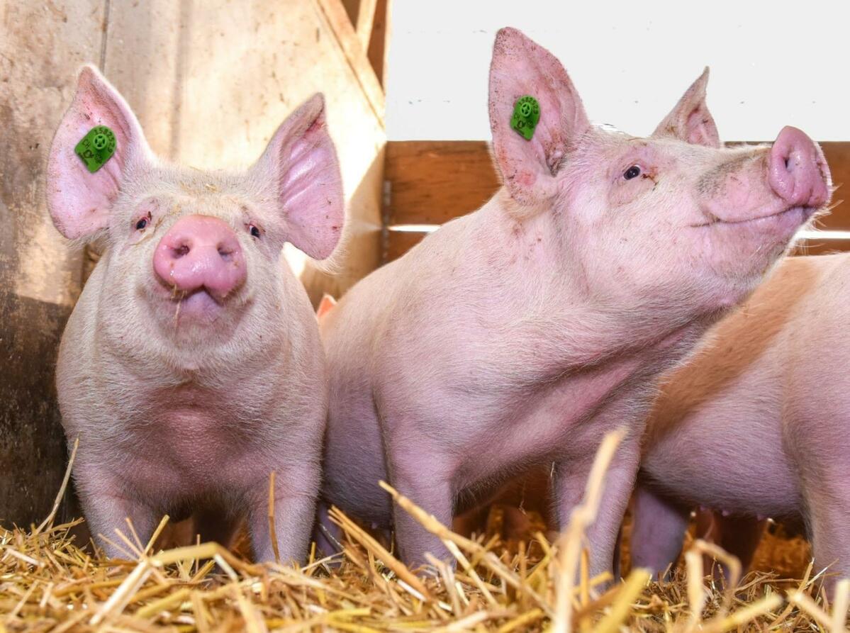 Auch oder gerade bei Bio-Schweinen ist eine Phasenfütterung wichtig, um das Tier optimal zu versorgen und die Fettqualität zu sichern.