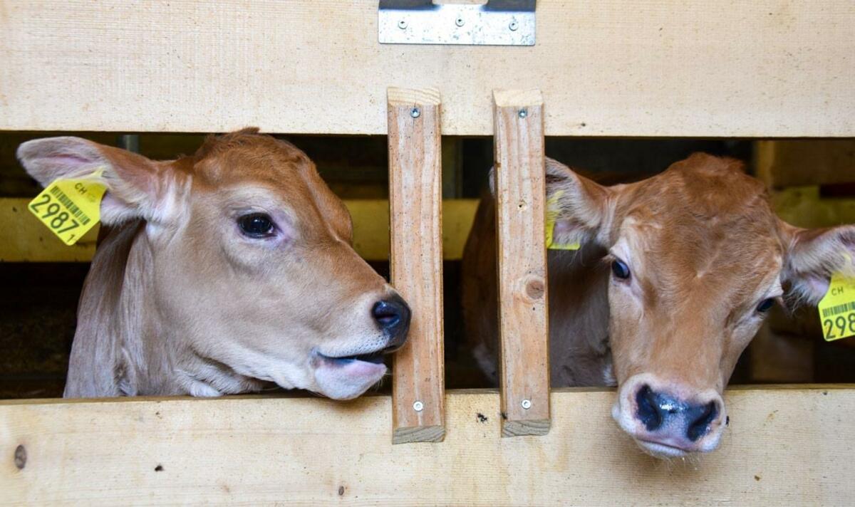 Les veaux engraissés sur l’exploitation n’ont pas eu à subir le stress engendré par le transport et ont déjà été en contact avec les germes présents à l...