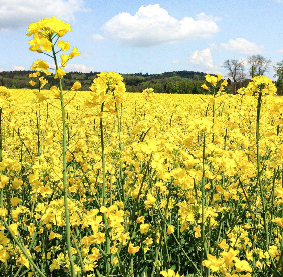 Die Nachfrage nach inländischem Raps ist unverändert hoch.