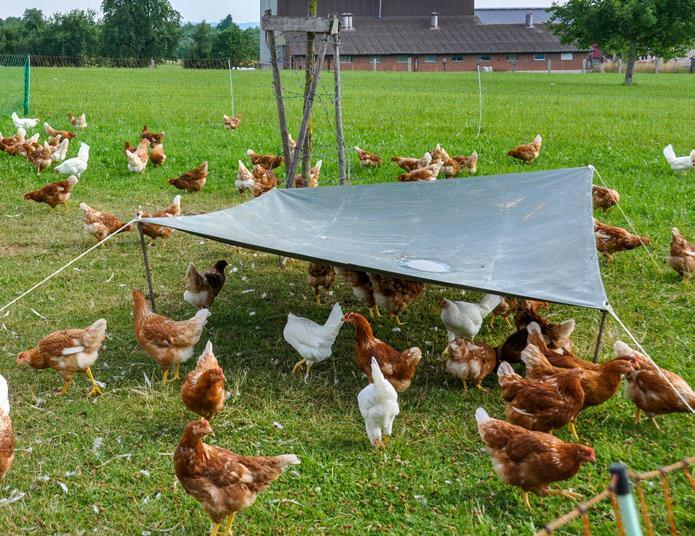 Aufgespannte Blachen können als mögliche künstliche Strukturen auf der Weide dienen.