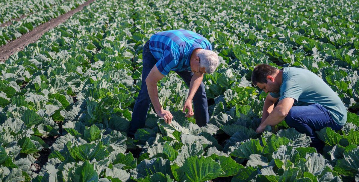 L’équipe de conseil d’Agroline soutient sa clientèle sur toutes les questions relatives à la production végétale.