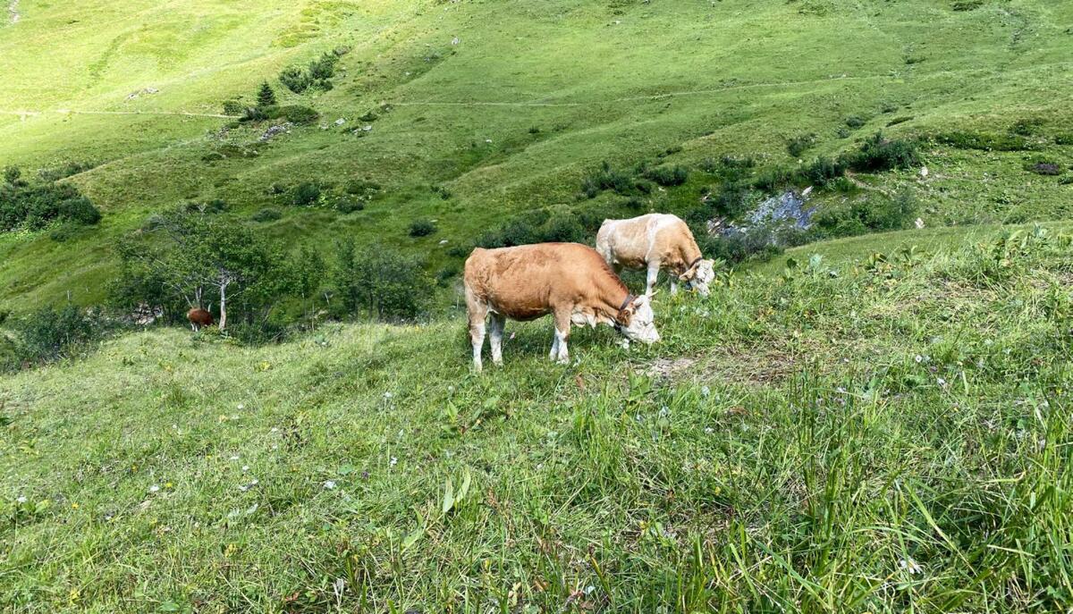 Die Aufzucht im Berggebiet kann förderlich für Robustheit und Langlebigkeit sein.