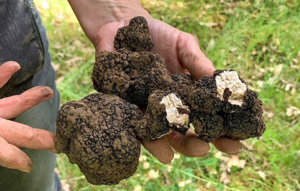 Les truffes sont récoltées lorsqu’elles mesurent entre cinq et dix centimètres.
