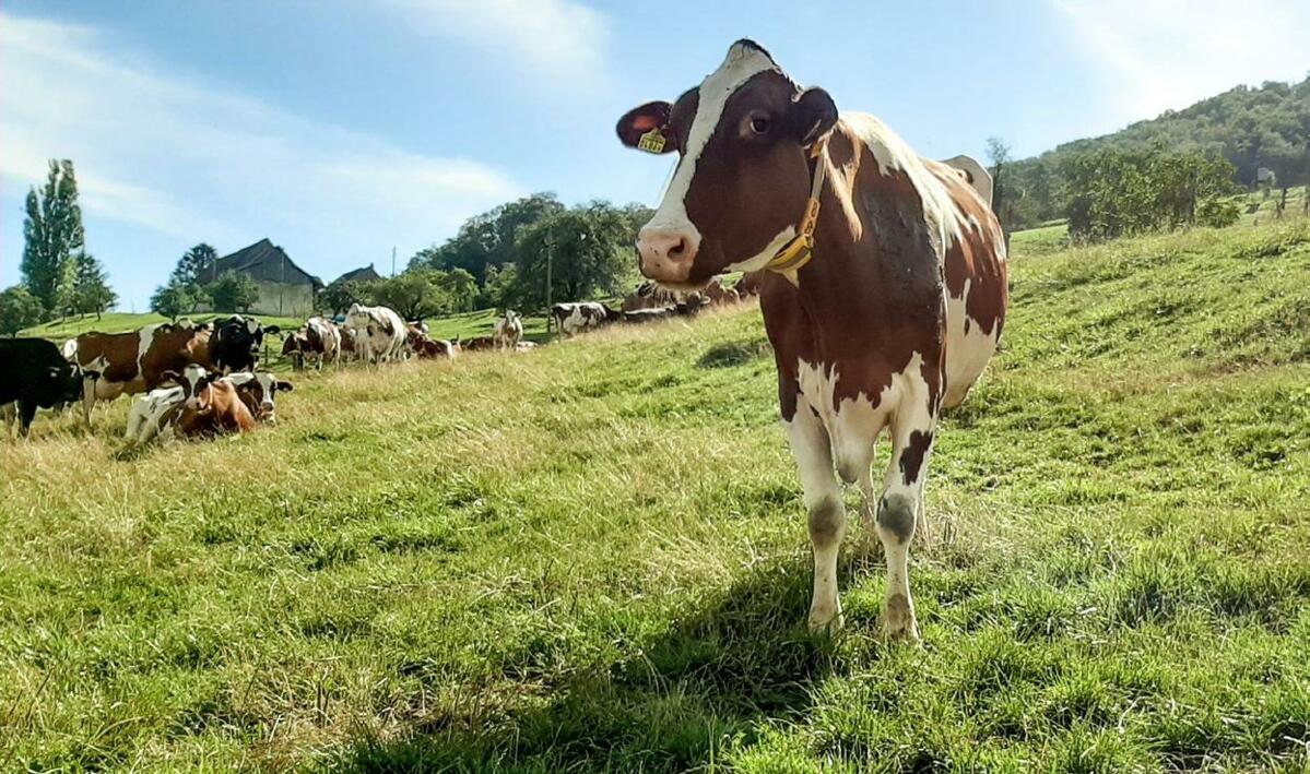 Vaches laitières au pâturage.