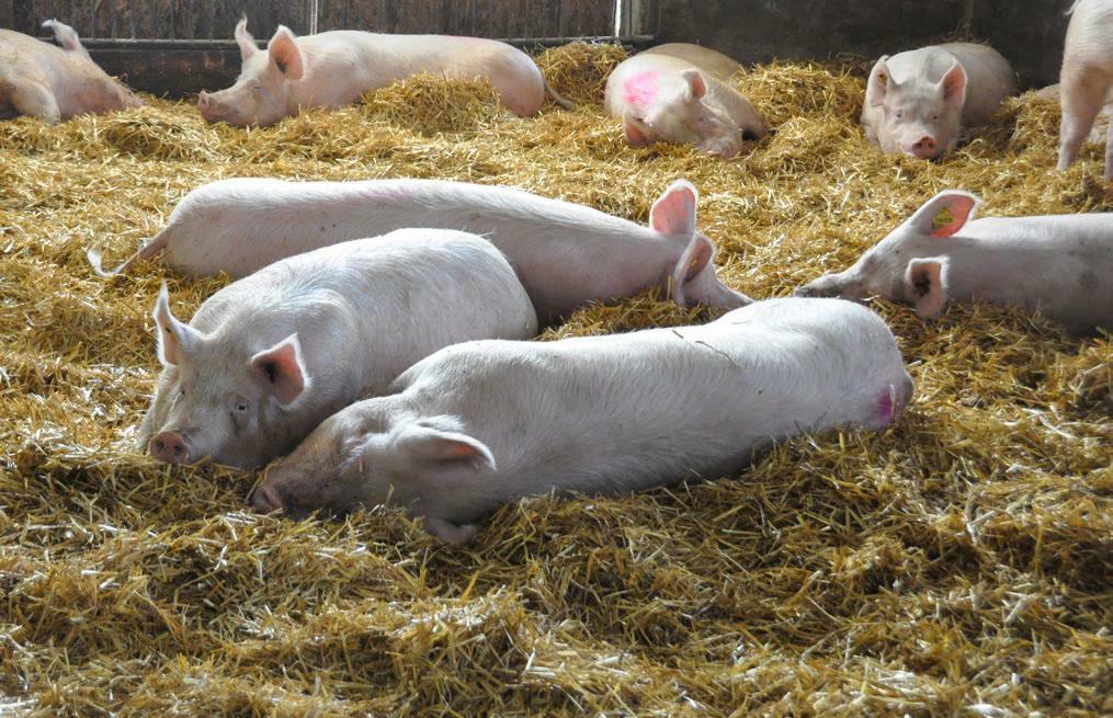 Galtsauen in einer Grossgruppe. Die Konditionierung ist ein wichtiger Bestandteil während dieser Phase. 