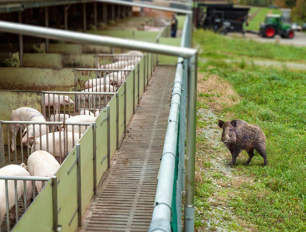 Kommen Wildschweine unseren Hausschweinen zu Nahe, besteht die Gefahr, dass sie ihnen Krankheiten wie die ASP übertragen. Mit einem Zaun um den Betrieb...