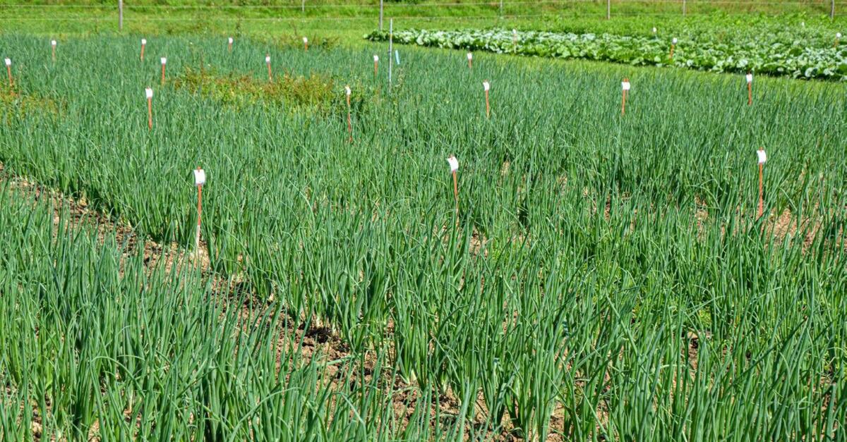 Essai avec des herbicides sur le poireau.