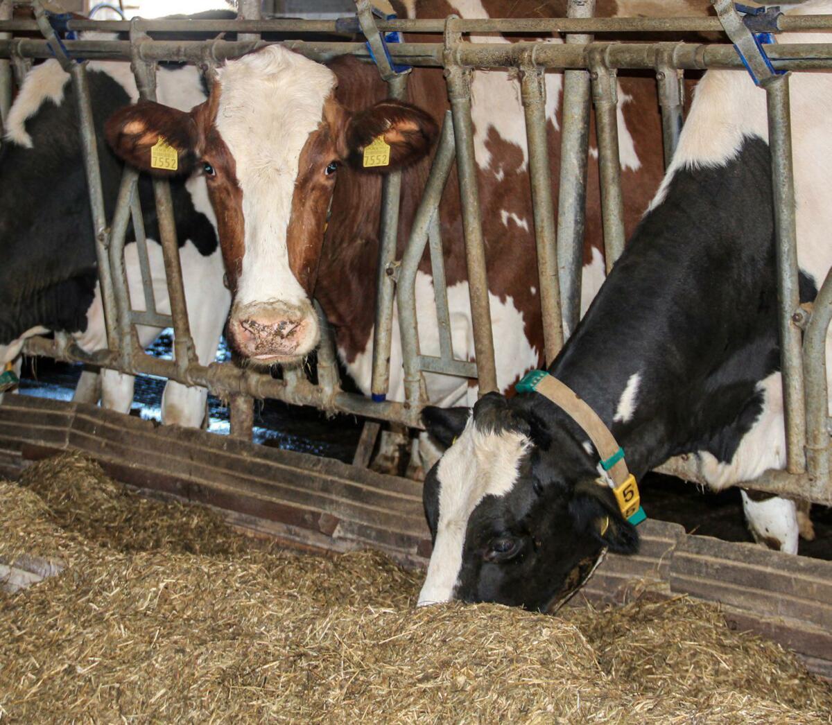 Une ingestion élevée de matière sèche pendant la phase de tarissement est la meilleure prévention contre la cétose.