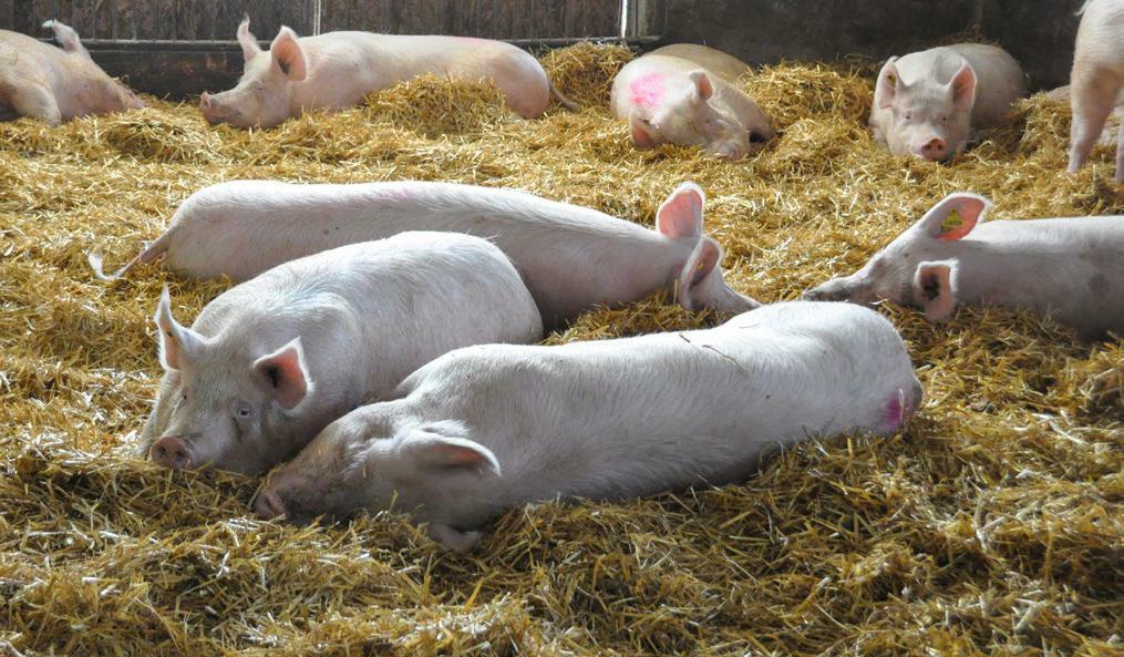 Truies gestantes dans un groupe de grande taille. Au cours de cette phase, le conditionnement est un élément important.