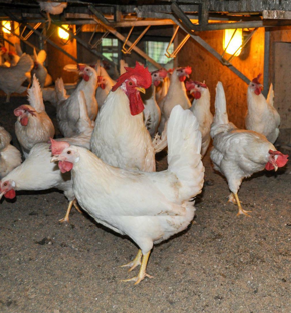 Für gesunde Tiere sollte die Einstreu im Legehennenstall trocken und locker sein, damit diese ihr natürliches Verhalten ausleben können. 