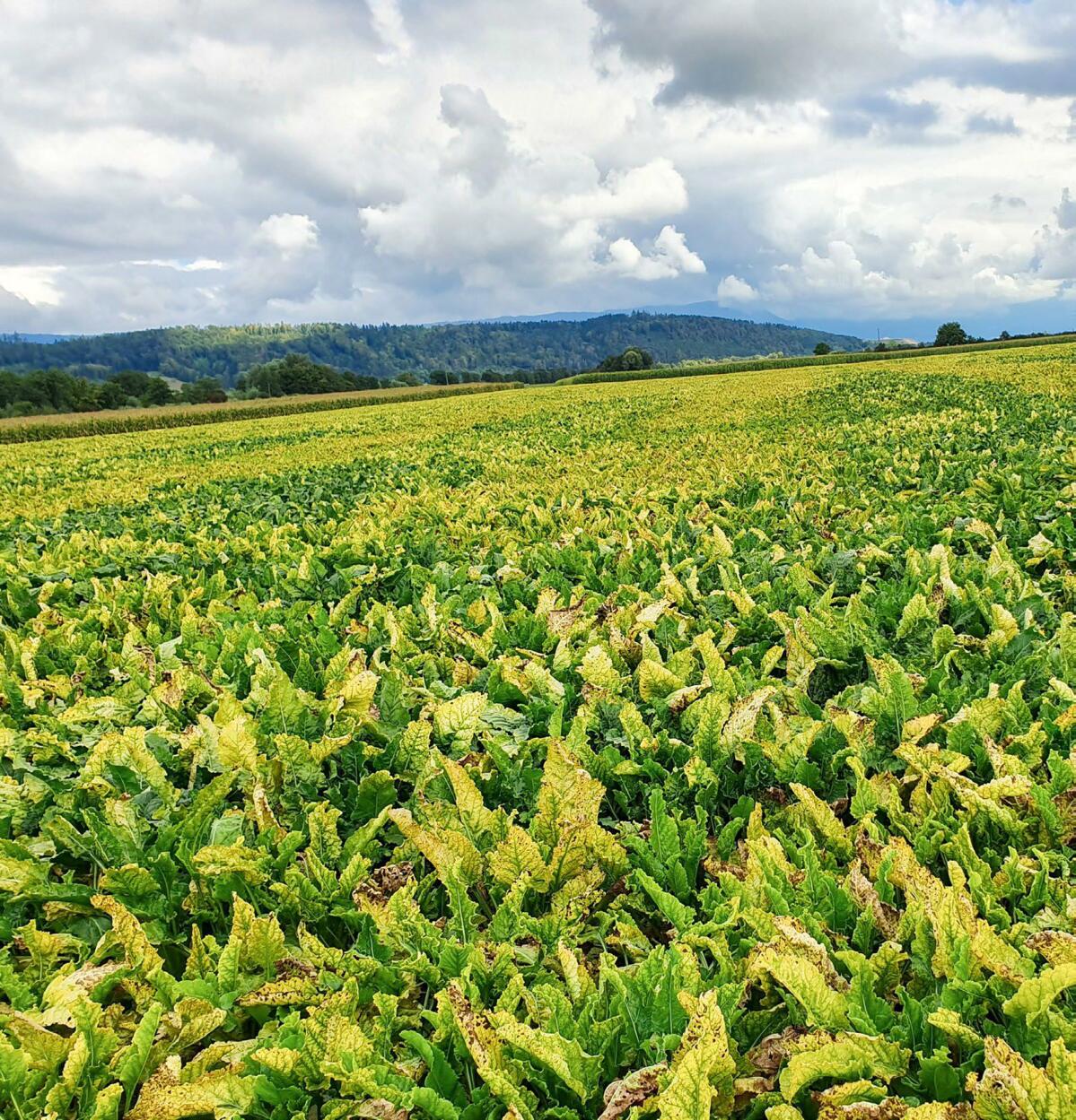 Champ de betteraves sucrières près d’Aarberg (BE) à la fin août.