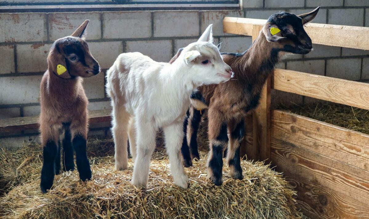 Dans l’engraissement de cabris, pour disposer de cabris en bonne santé et atteindre de bons accroissements, il faut respecter certains points.