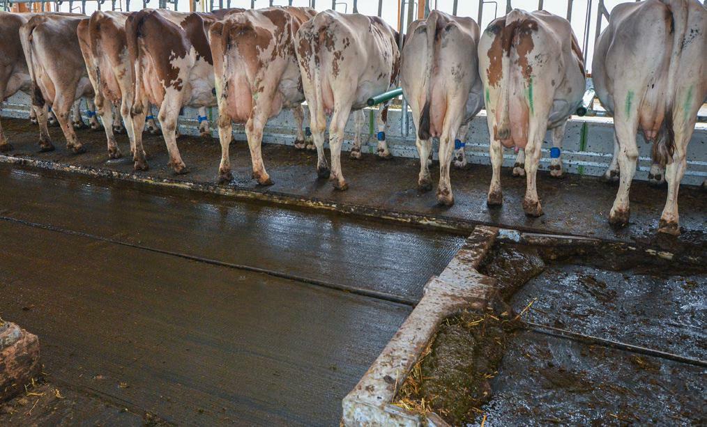 Fressstände mit erhöhtem Fressbereich und Fressplatzabtrennungen (Typ FlexStall). Die Kühe werden durch den Entmistungsschieber nicht gestört. 