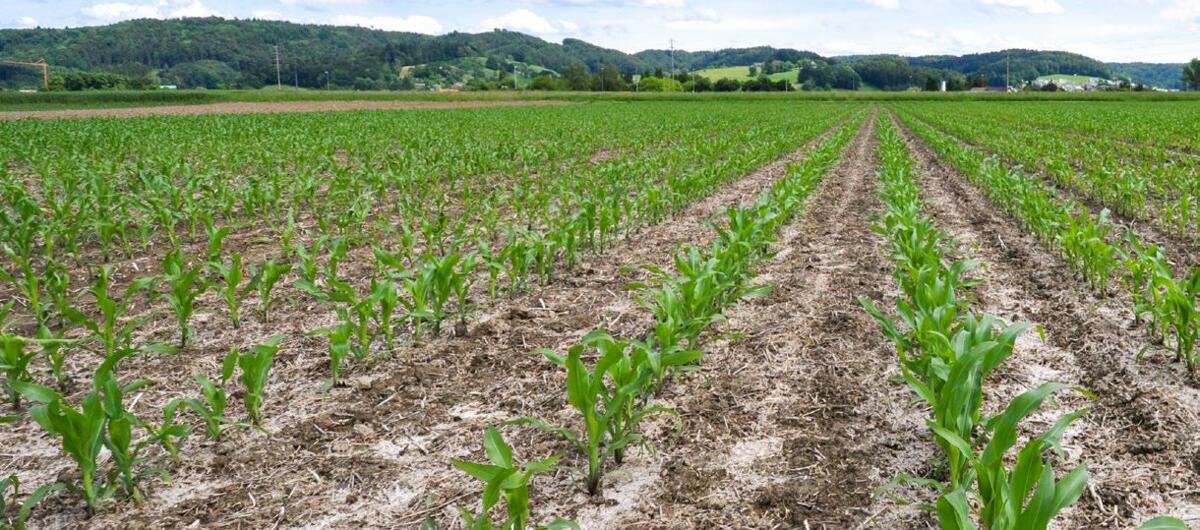Les besoins du maïs dépendent de la qualité du sol, du précédant, des engrais de ferme apportés et de l’engrais vert. 