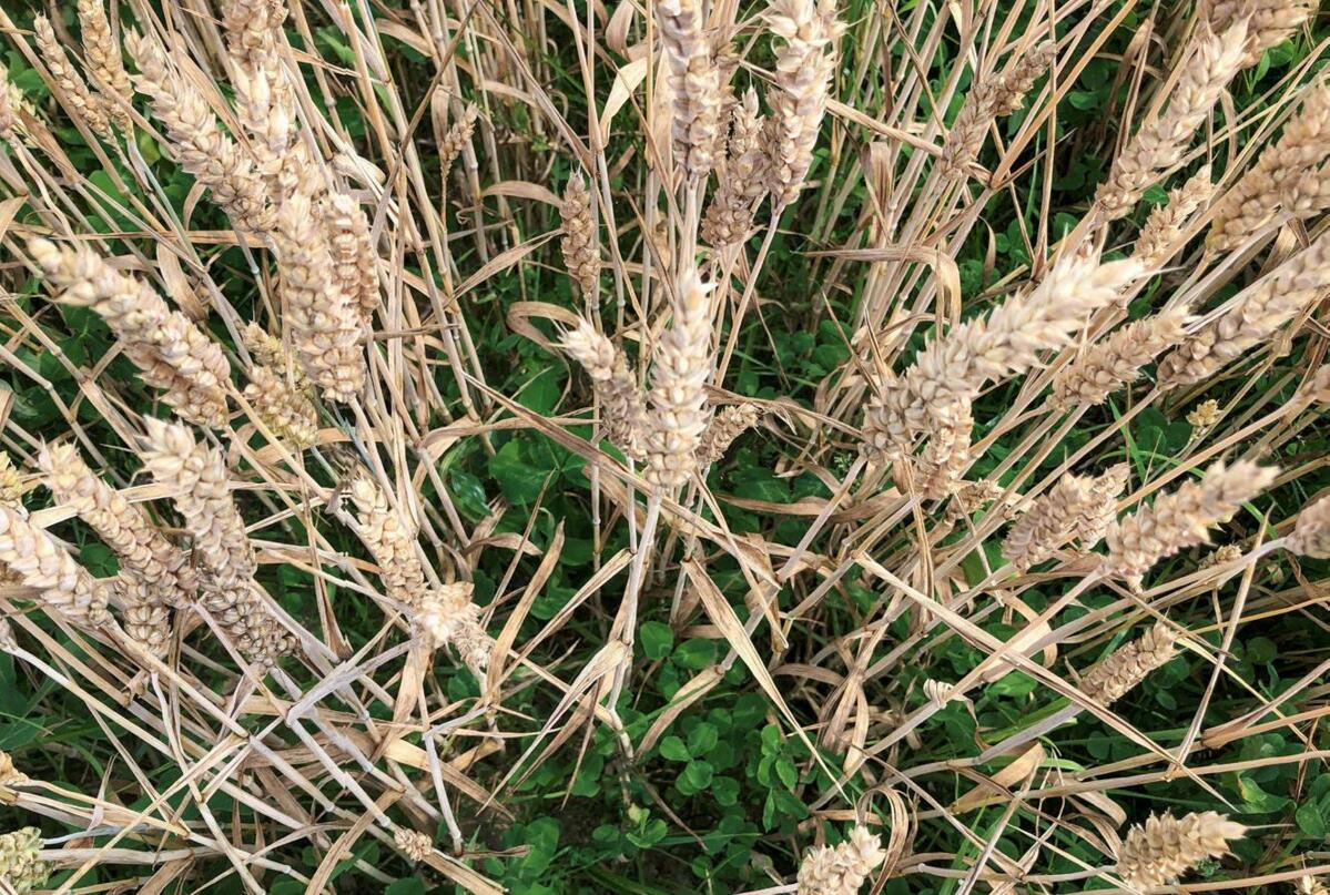 Un mélange de légumineuses à titre de sous-semis assure une bonne couverture du sol et résiste à l’hiver.