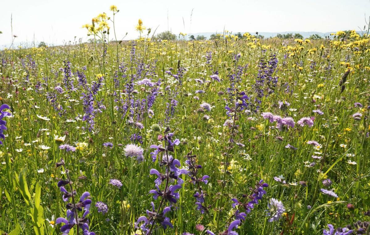 Entretenue correctement, une prairie reste belle pendant plusieurs années, un peu comme celle-ci. 