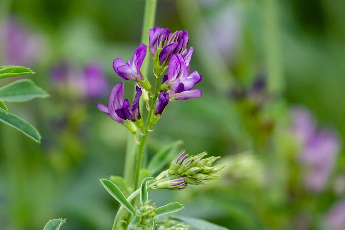 Die Luzerne, auch Alfalfa genannt, zieht auch zahlreiche Bestäuber zu den Flächen hin.